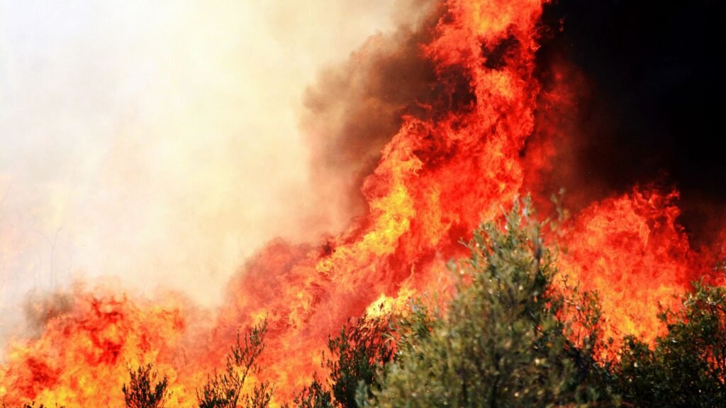 Incendie en Gironde : forêt de pins ravagée par les flammes, illustration du feu près du Cap-Ferret