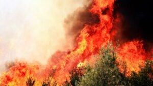 Incendie en Gironde : forêt de pins ravagée par les flammes, illustration du feu près du Cap-Ferret