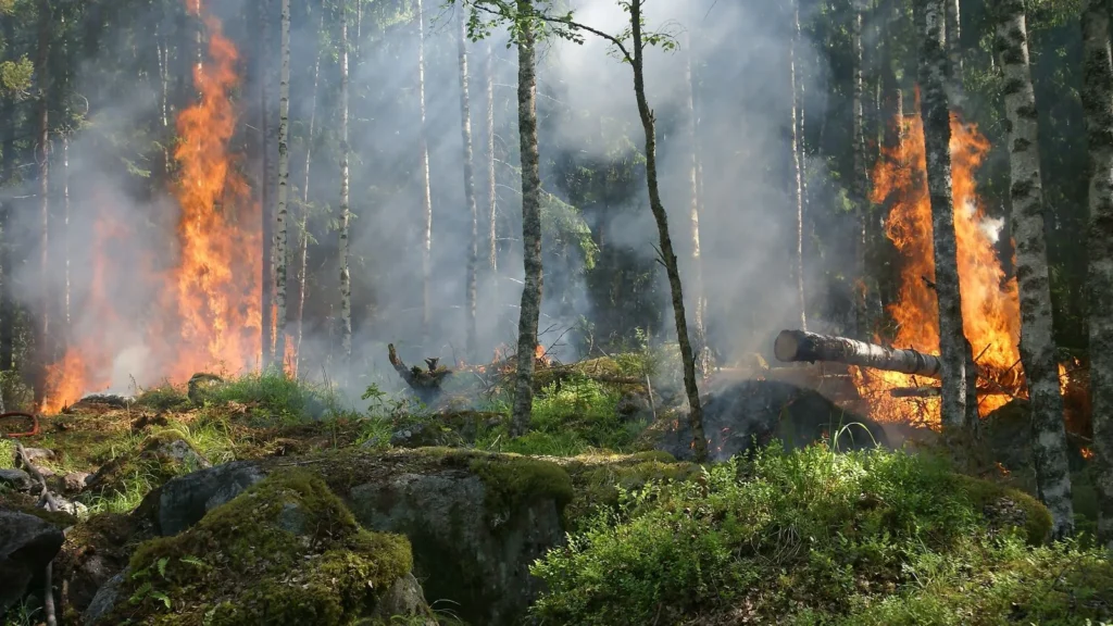 Incendie dans le Var : forêt en feu, flammes et fumée épaisse