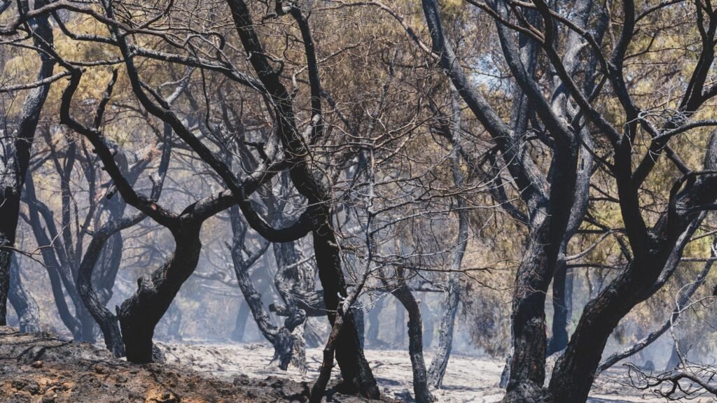 Indemnisation incendies Gironde : foret de pins calcinee apres le passage du feu dans les Landes