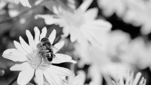 Loi d'urgence agricole : abeille sur une fleur, symbole du débat sur l'acétamipride