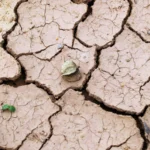 Sol craquelé par la sécheresse sous un soleil écrasant, illustration de la canicule de juillet 2026 en France