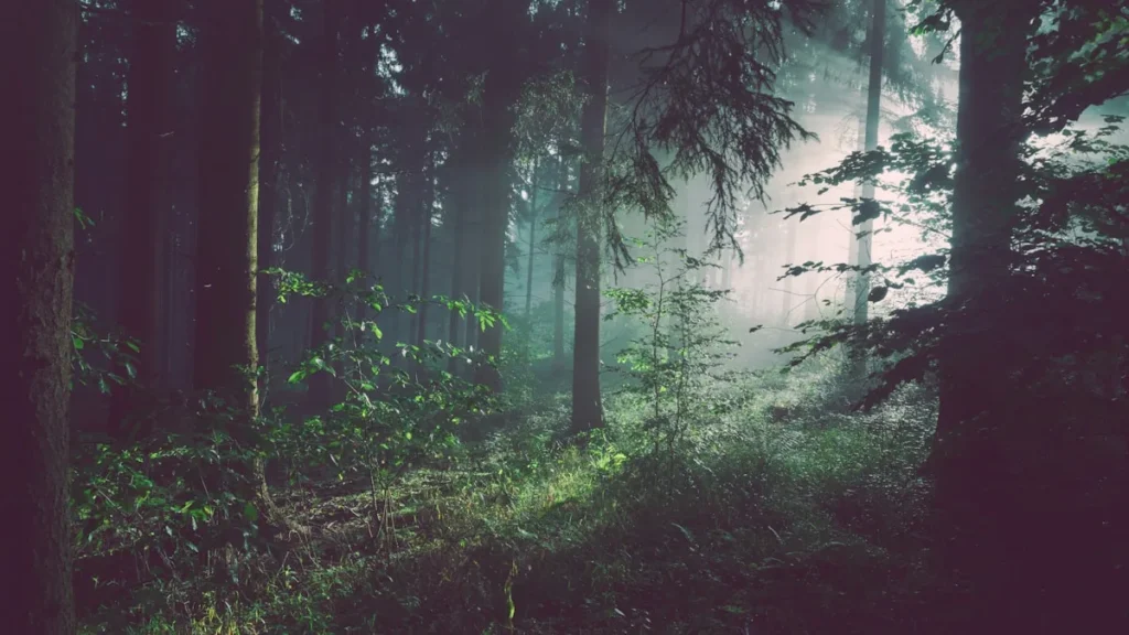 Photographie réelle foret de Fontainebleau et grands arbres