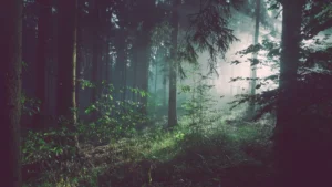 Photographie réelle foret de Fontainebleau et grands arbres