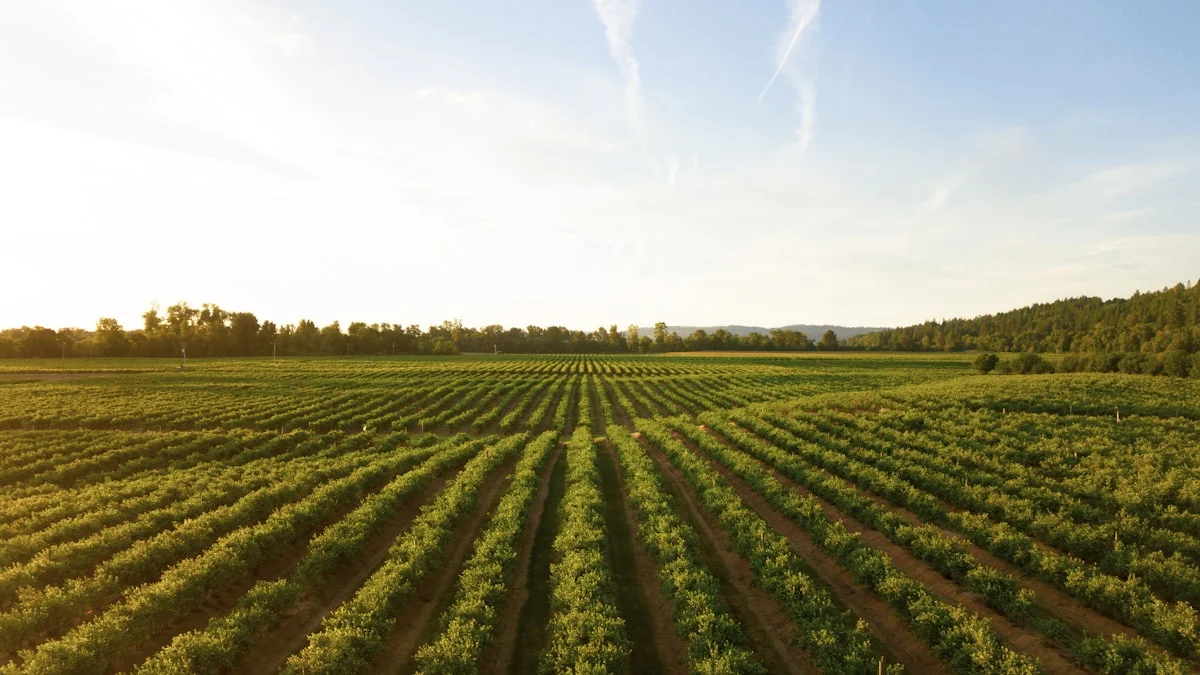 Grappes de raisin et renouveau du vignoble en Bretagne et Normandie face au climat